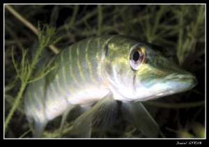 Young pike in a pond close to home :-D by Daniel Strub 